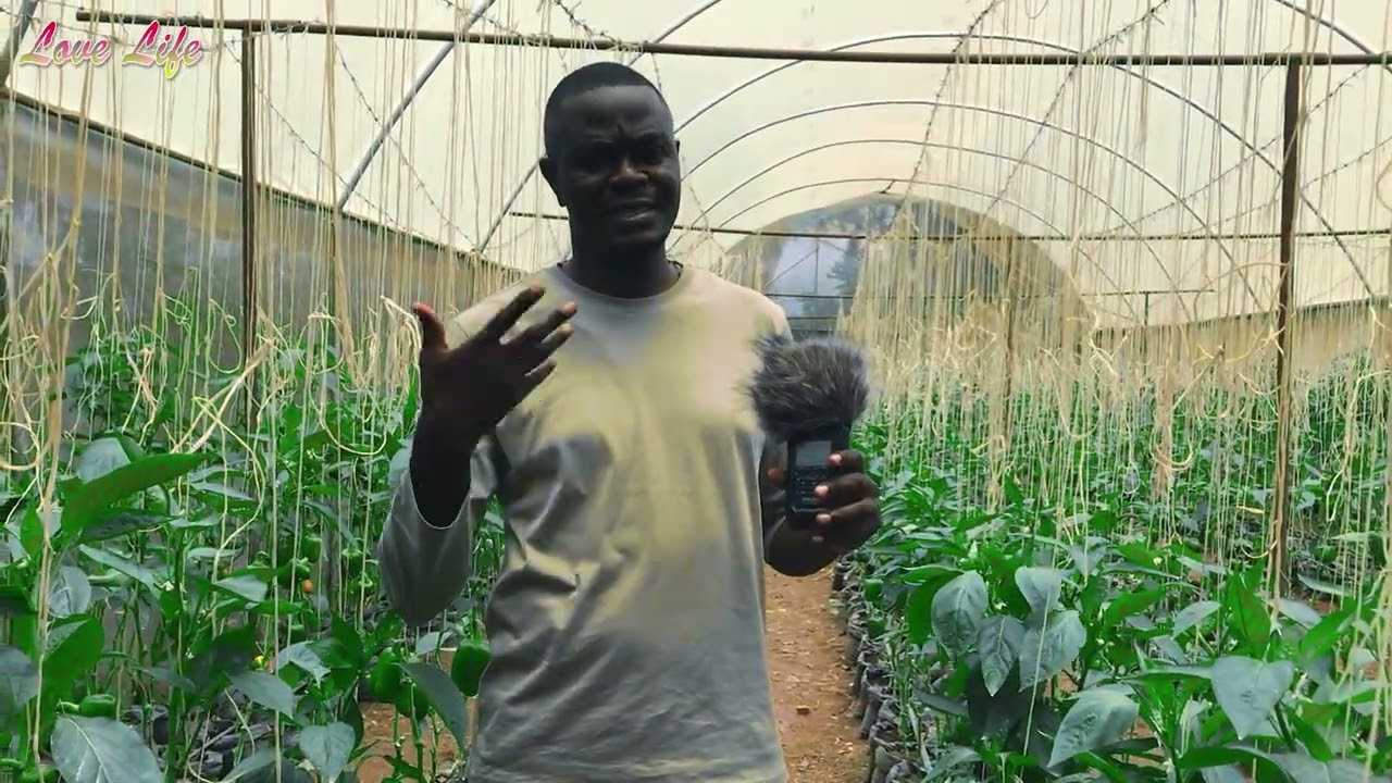 Greenhouse Boss: Farming Sweet Peppers & Building for Other Farmers || More than 8 years experience