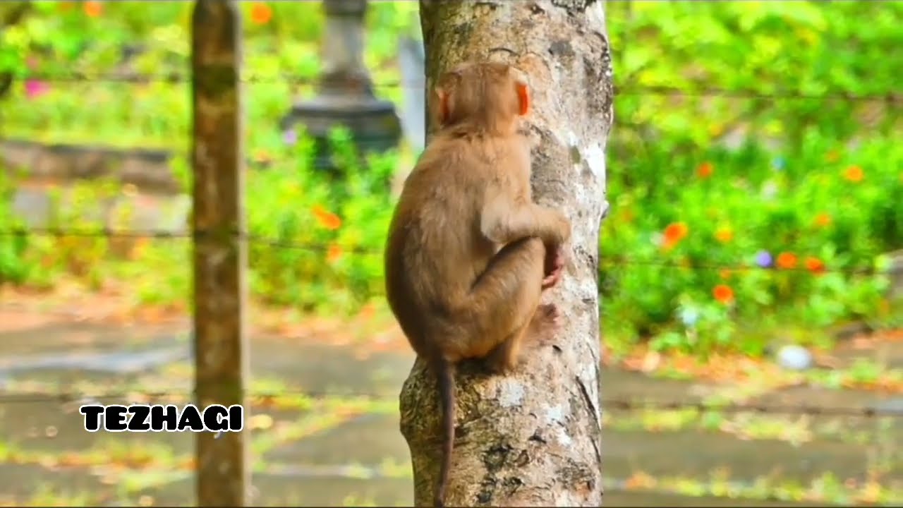 kehidupan alam yang tenang!! ibu monyet mengasuh bayi hanya sementara
