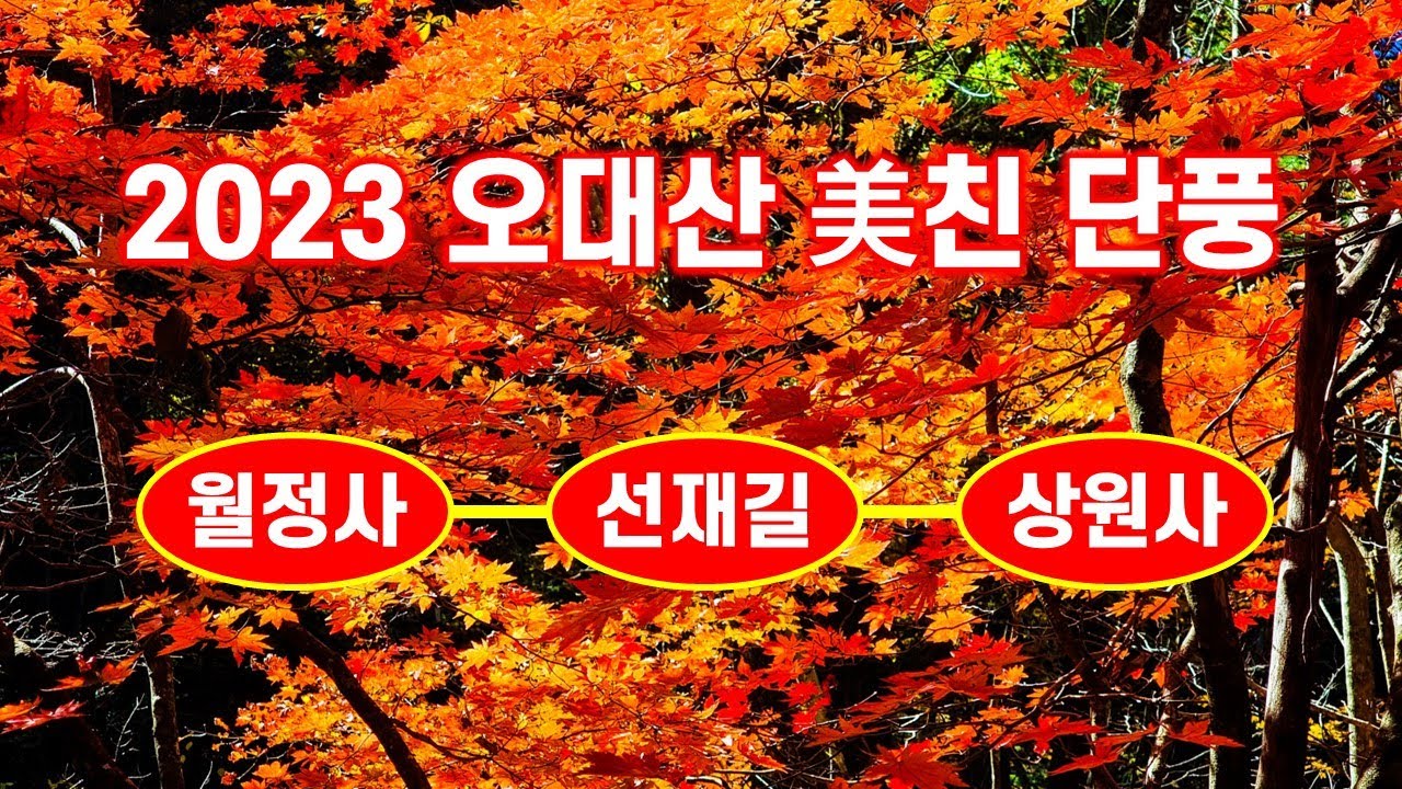 오대산 미친단풍(월정사 - 선재길 - 상원사) 2023. 10. 20. 촬영 - 해산강트래블(海山江 travel)