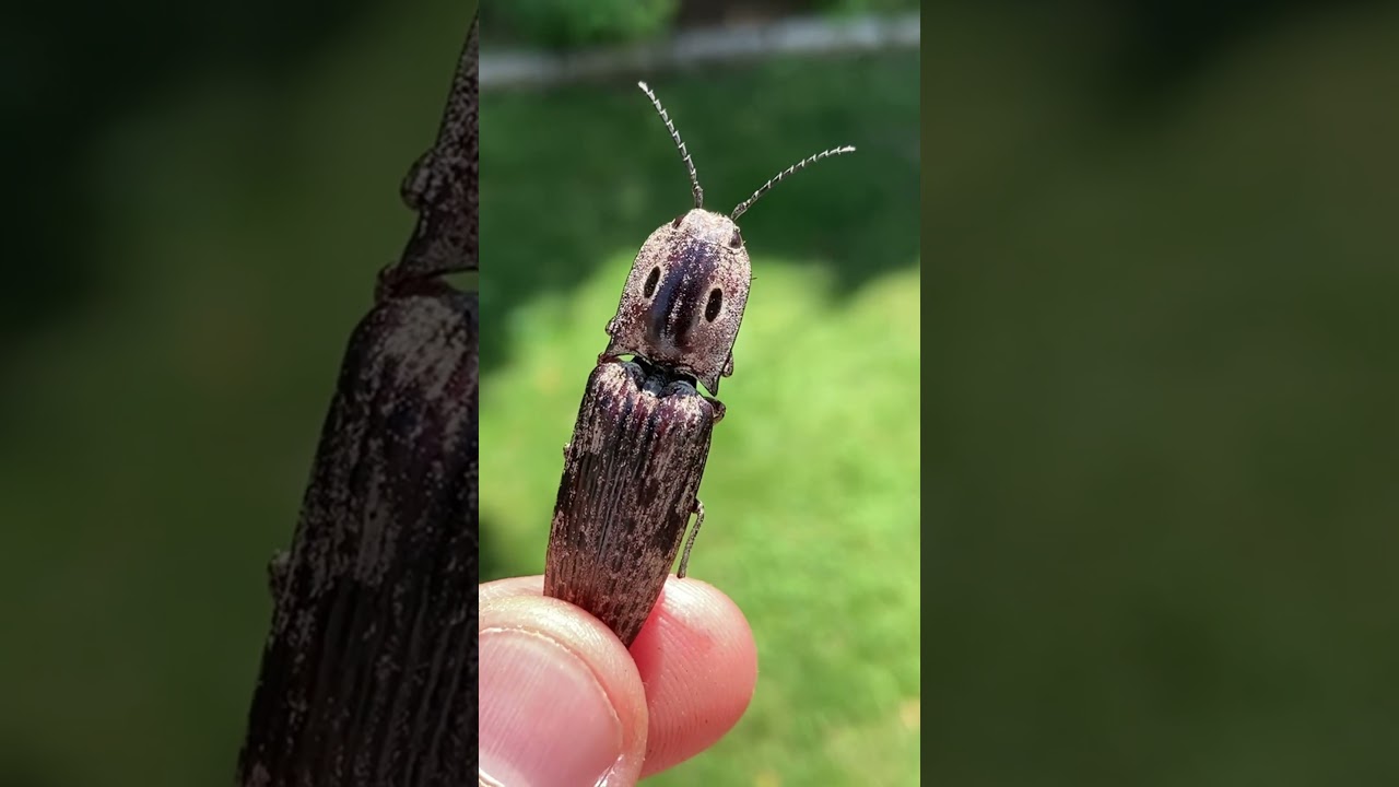Have you ever seen a click beetle?#beetle #bugs #wildlife
