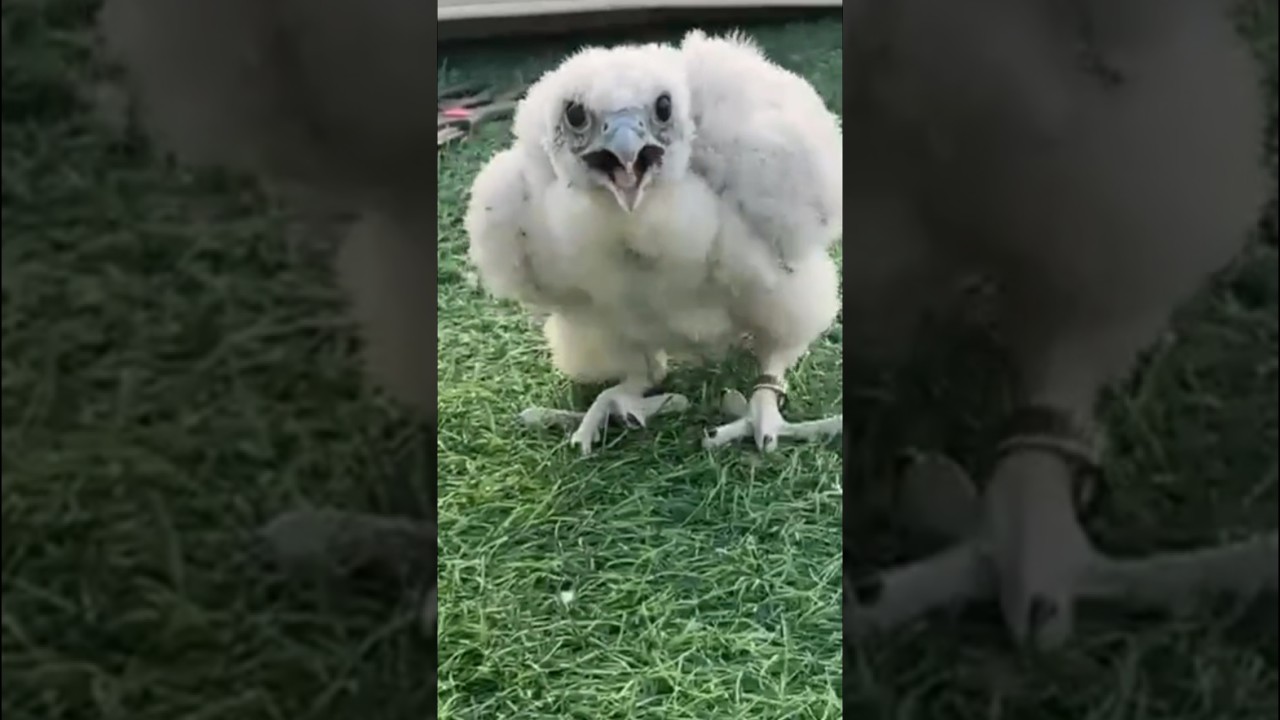 THE EAGLE KING BABY ARE TOO HUNGRY 🦅👑😱#eagle #eaglesound #eagleviralshorts #wildlife #shorts