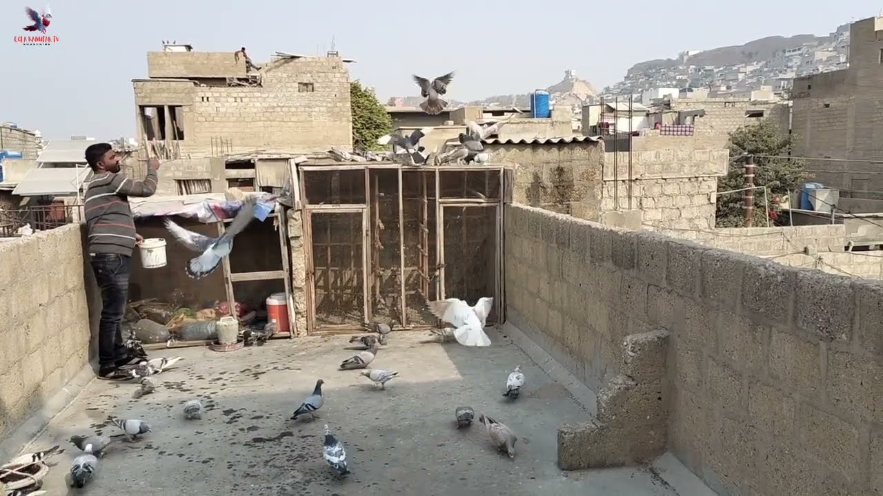 New Pigeon Training Video | Waqas Bhai