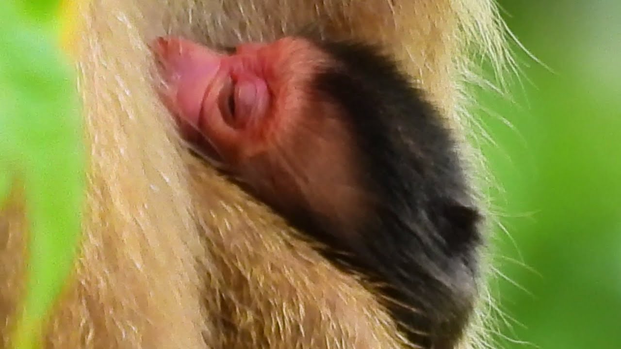 FIRST EXPERAINCE MAMA LIBBY TRYING PROTECT AND FEED MILK NEWBORN LUKA.