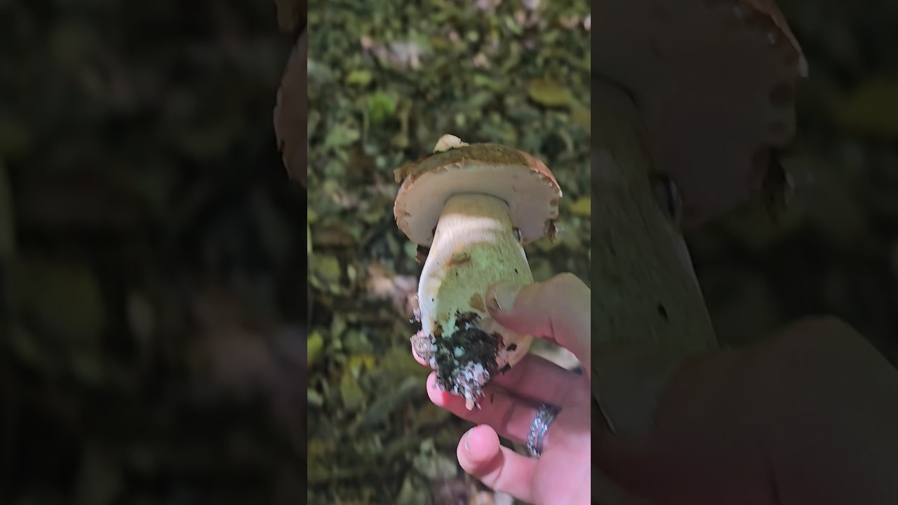 PORCINO LIGURE🫡 #porcini#funghiporcini#boletus#mushrooms#boletusedulis#funghiporcini#aereus#porcino