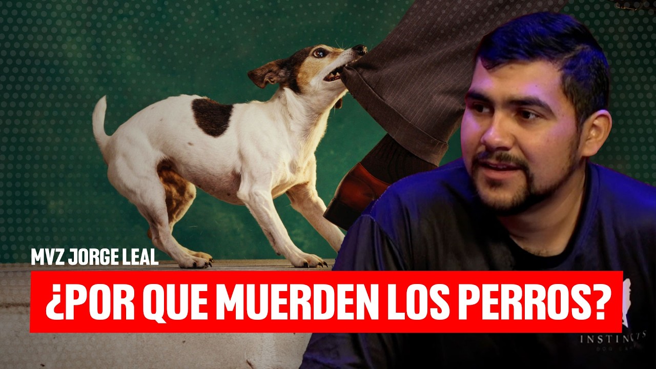 ¿Por qué muerden los perros?