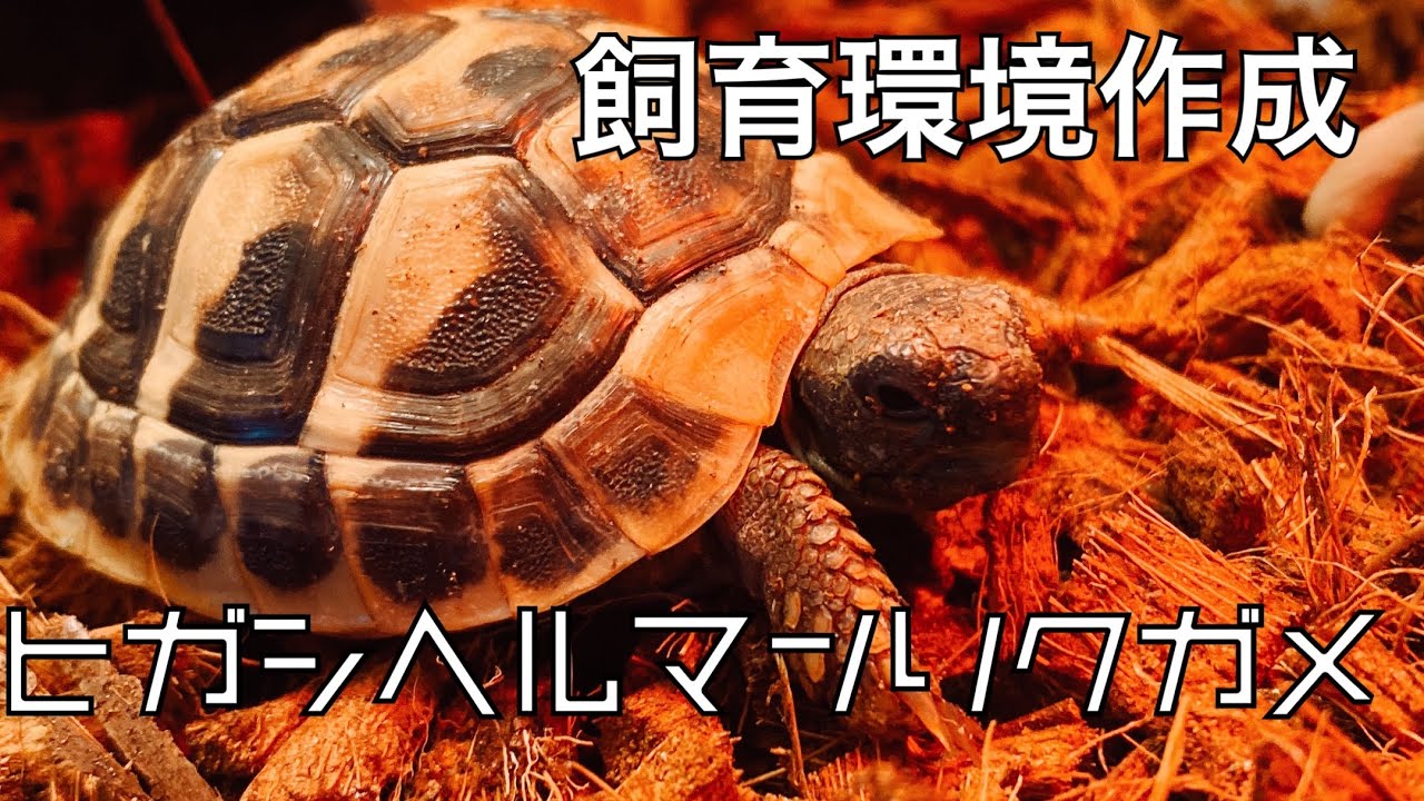 【ヒガシヘルマンリクガメ】飼育環境制作【リクガメ】