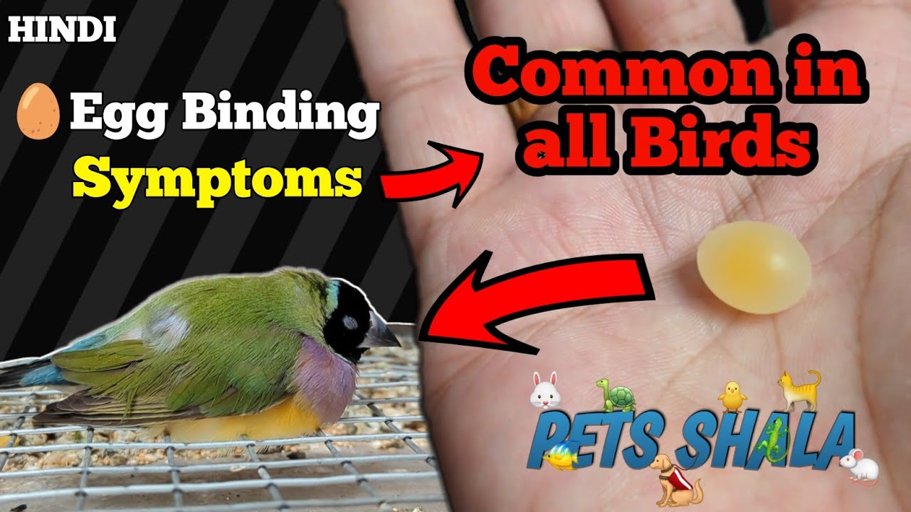 Egg binding Symptoms in birds🥚🐦| 👨‍⚕️ Goldian finches egg binding problem & Symptoms #petsshala