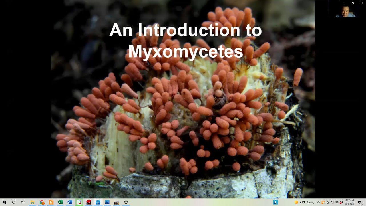 An Introduction to Myxomycetes (Slime Molds) - Steve Stephenson (MAWDC 8/3/21)