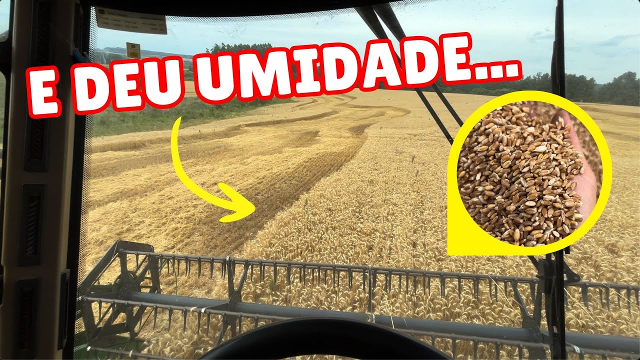 COME&Ccedil;AMOS A COLHEITA DO TRIGO!! Safra 2025