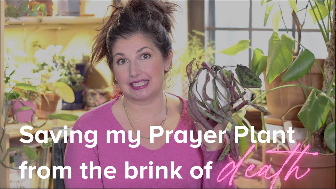 How to Save and Revive a Dying Houseplant: Saving My Prayer Plant from the Brink of Death!