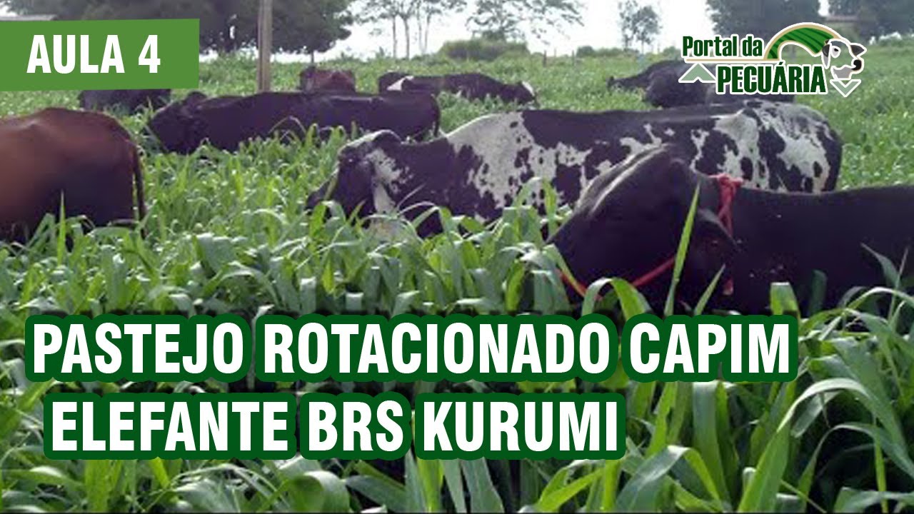 Pastejo rotacionado capim elefante BRS KURUMI  - Aula 4