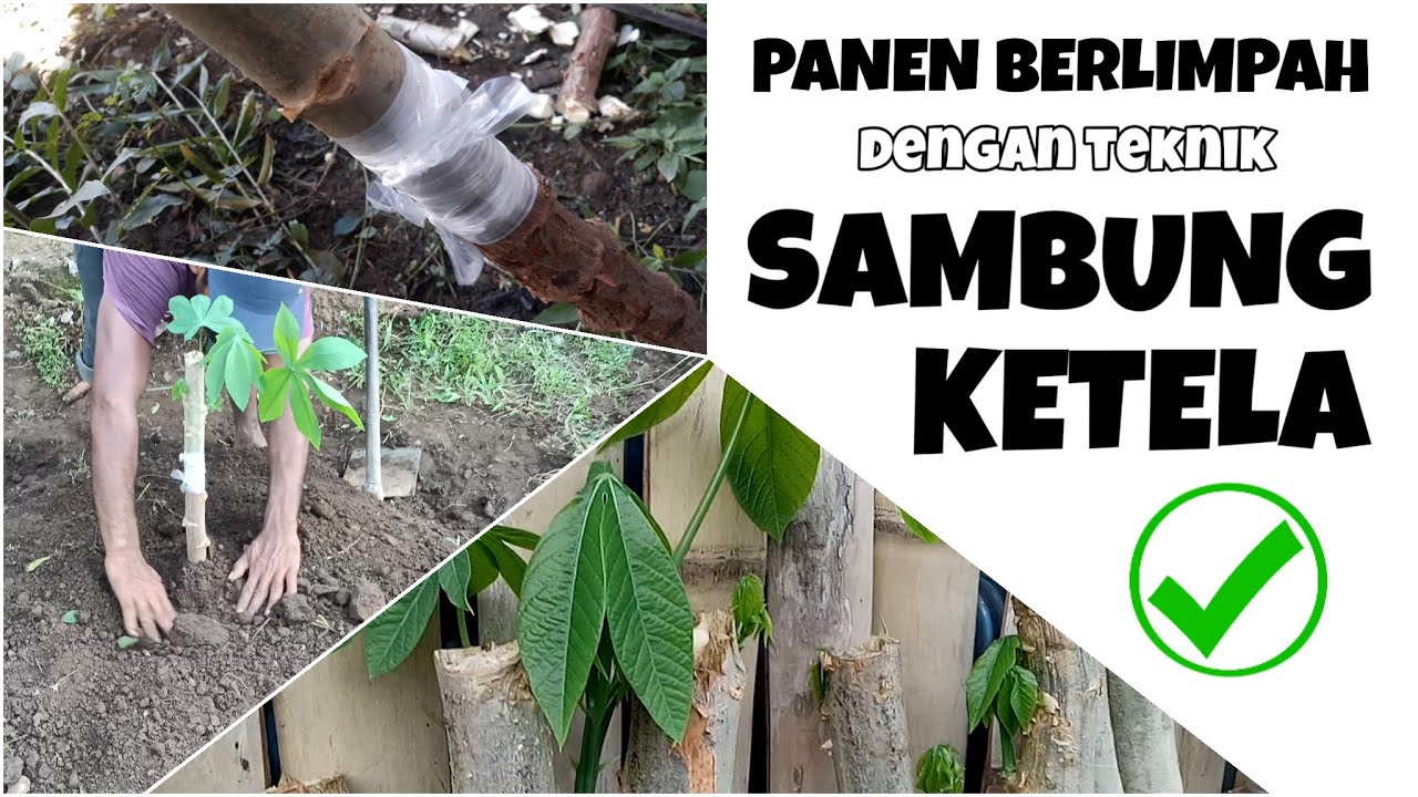 TUTORIAL CARA MENINGKATKAN HASIL PANEN UMBI KAYU/SINGKONG dengan TEKNIK SAMBUNG KETELA/SAMBIT KETELA