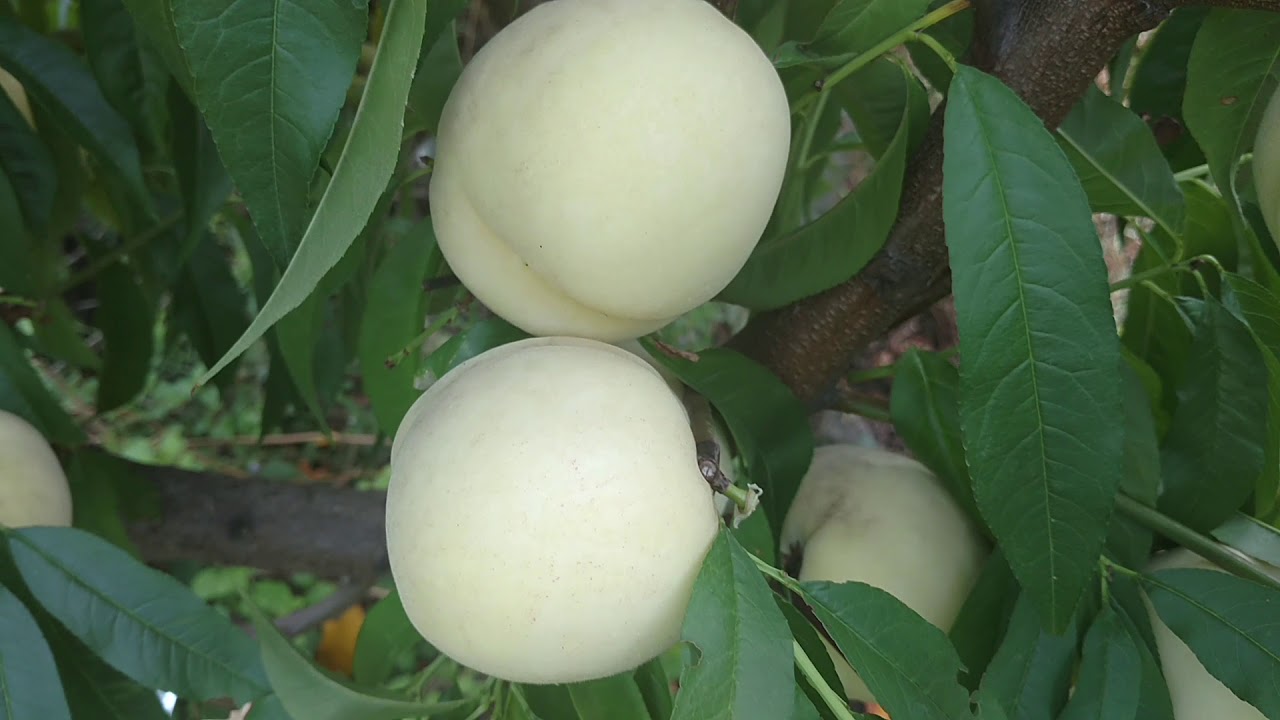 Персик Айс Пич /Ice Peach/. Созревание, дегустация, отзыв и видео от питомника Макси Сад.