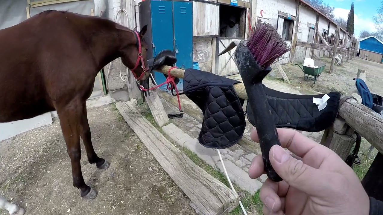 At hazırlama,eyerleme Atlara dair [Bölüm 3]