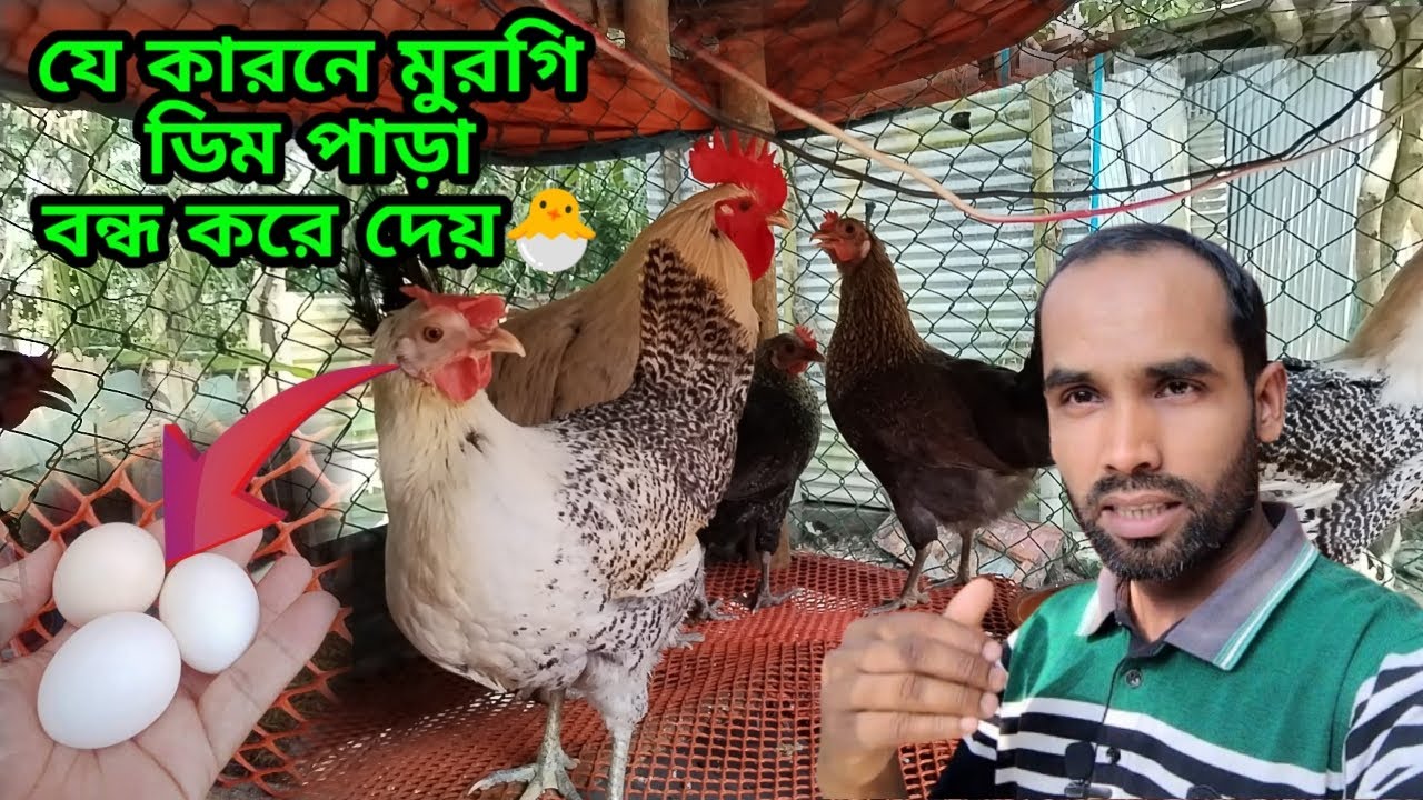 আমার যে ভুলে মুরগিগুলো ডিম পাড়া বন্ধ করে দিলো