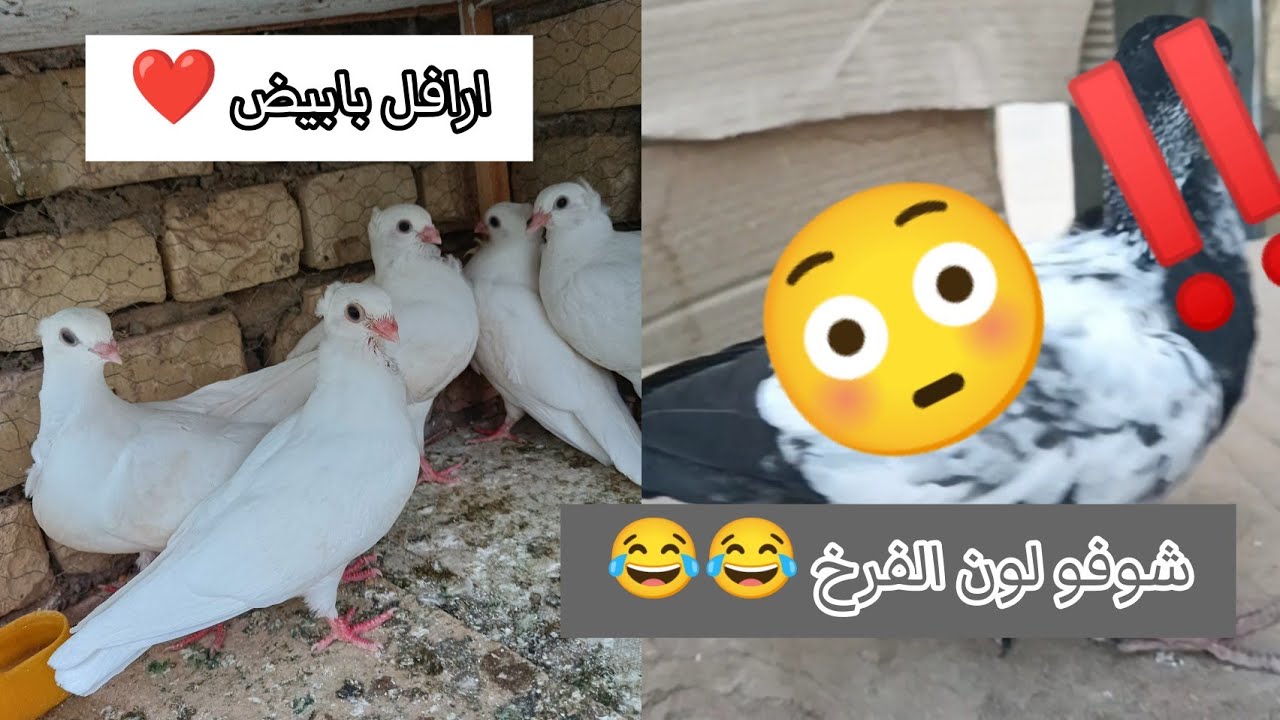 فطام افراخ الارافل 🐦🕊️ + صفيت الطيور 😄👍
