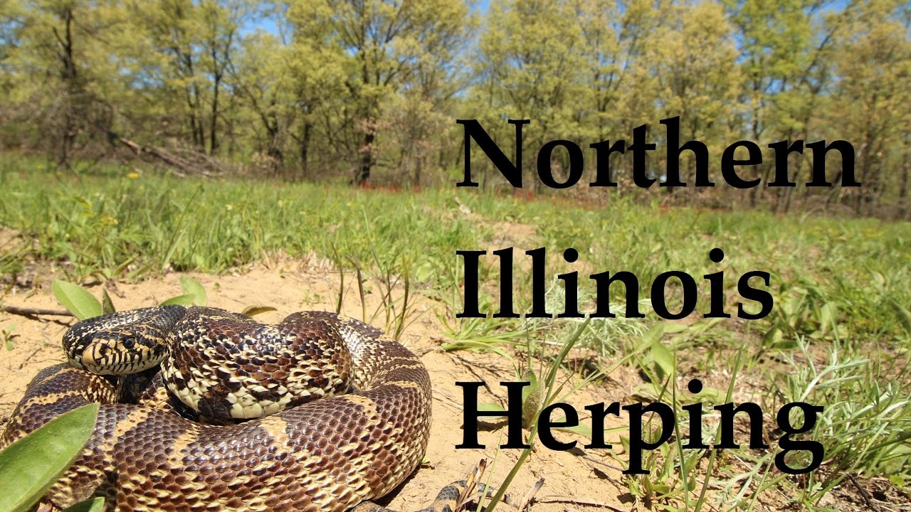 Northern Illinois Herping: Bullsnakes, Racers, and more!