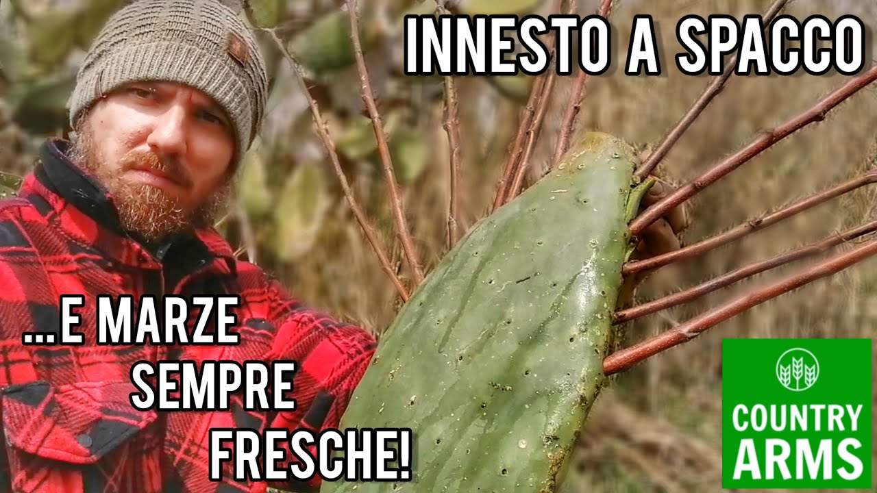 Innesto a spacco: così non lo avete mai visto!