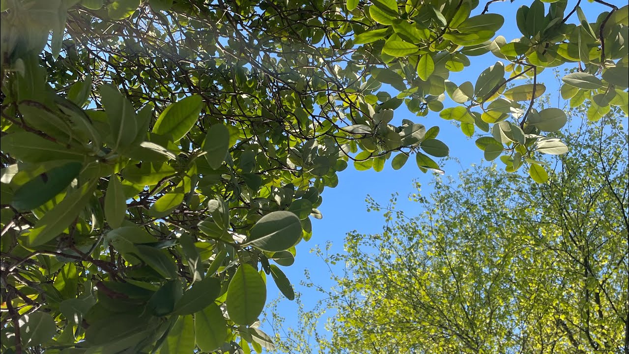 alex g - poison root (instrumental)