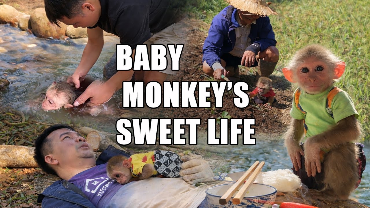 Jobi the Monkey Receives Love and Care from Dad Hung | Monkey Daily Life 2025
