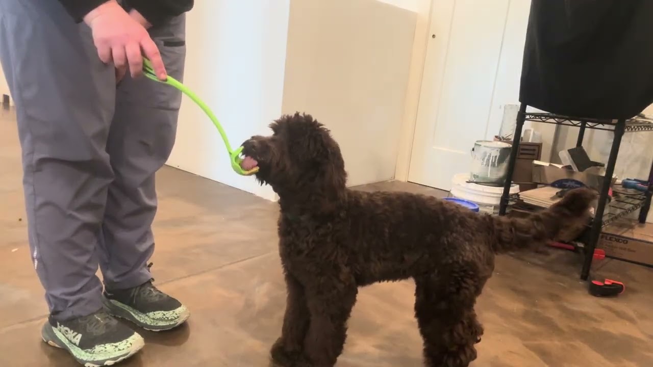 Rufus Learns New Tricks Spin/ Turn 2/10/26