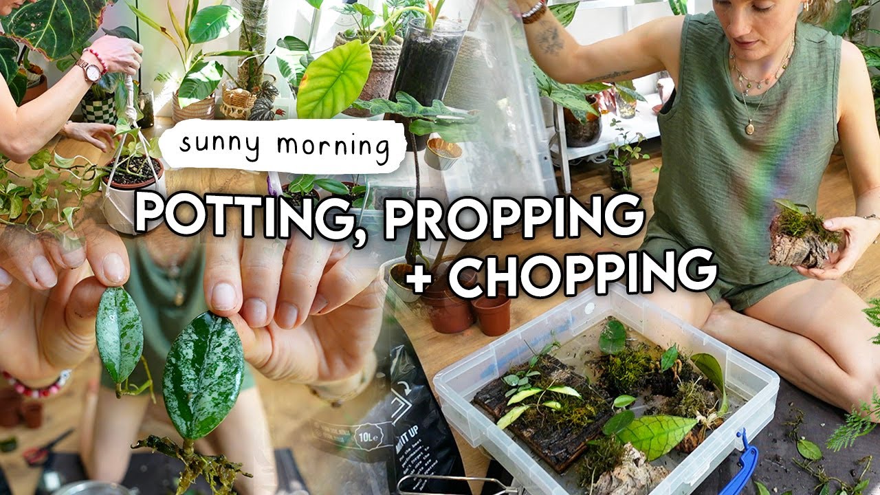 A Gentle Morning Potting Propagations + Rehabbing Plants
