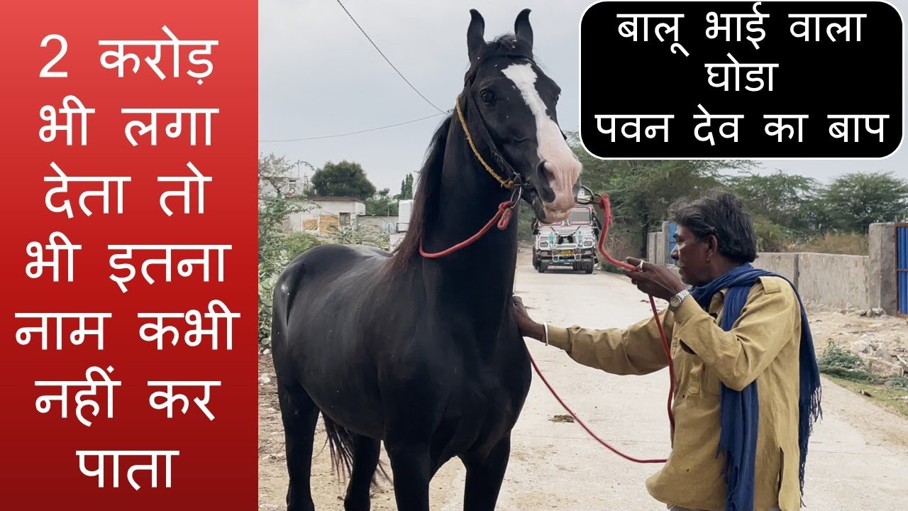 बालू भाई वाला घोडा पवन देव का बाप  || 2 करोड़ भी लगा देता तो भी इतना नाम कभी नहीं कर पाता ||