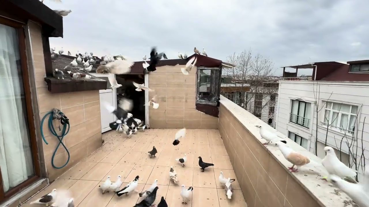 Bu ilk videom 