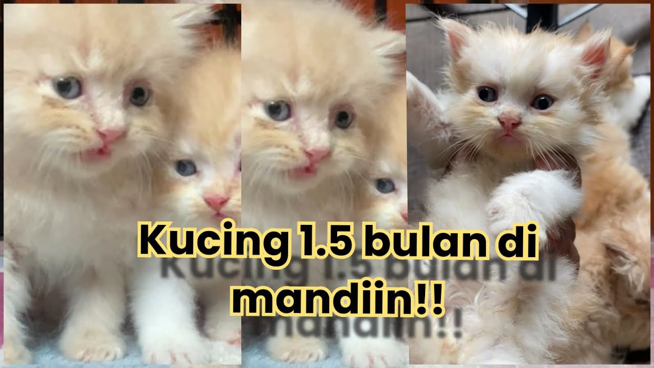 MEMANDIKAN KUCING KITTEN USIA 1.5 BULAN❗️❗️❗️
