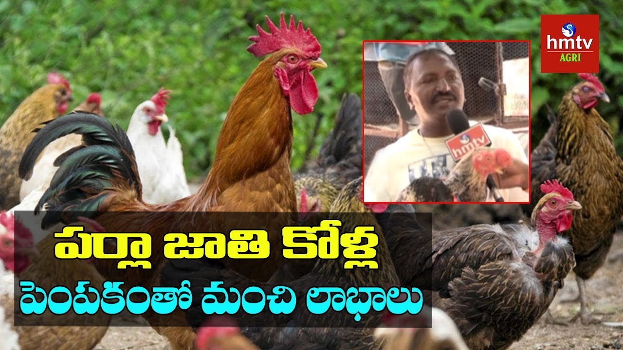 పర్లా జాతి కోళ్ల పెంపకం | Parla Hens Rearing By Krishnamachari | hmtv Agri