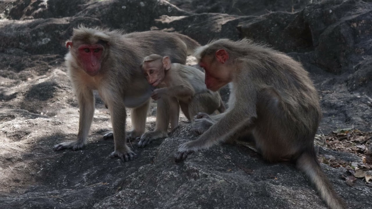 4K Monkeys Family Time Togarther NoCopyright Free Video Stock Footage.
