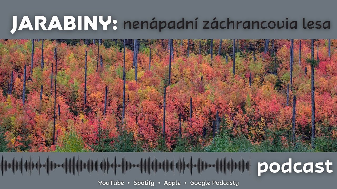 Jarabiny - nenápadní záchrancovia lesa