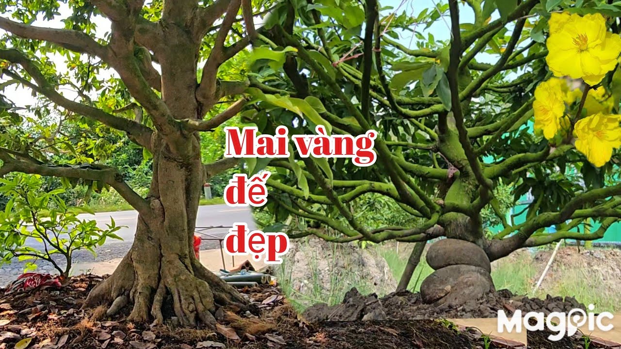 Hoàng Thanh 👉 0939059090 Gl mai vàng thành phẩm chơi tết giá hợp lý.