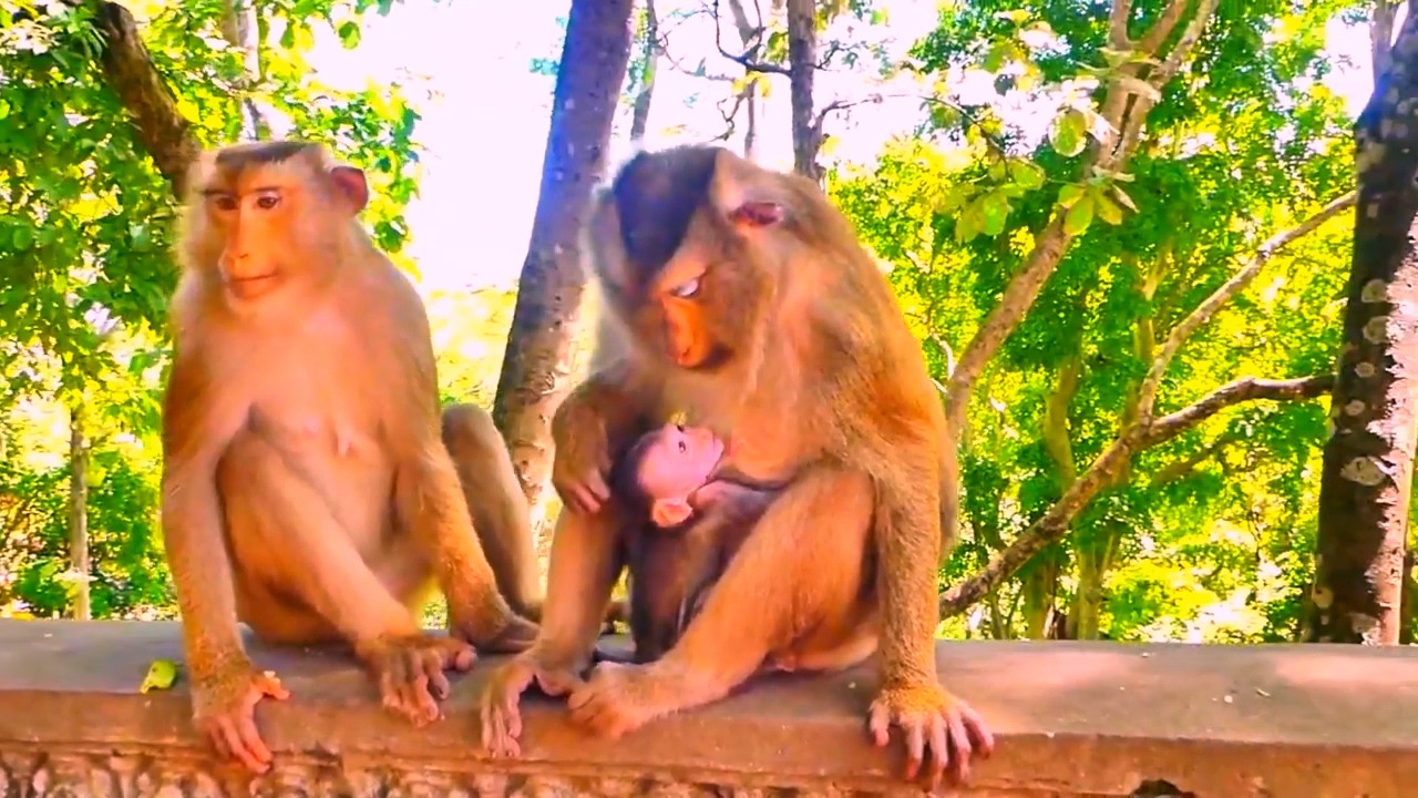 Why baby monkey love grandmother