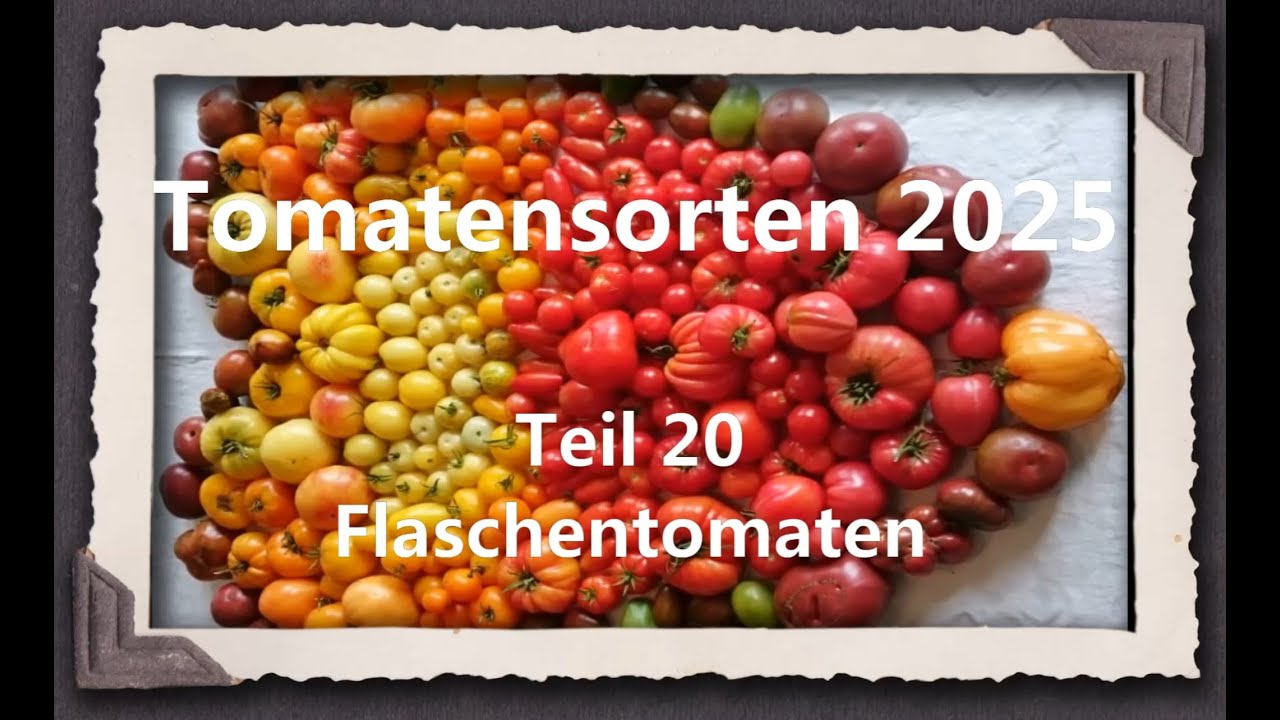 Tomatensorten 2025 Teil 20 - Flaschentomaten