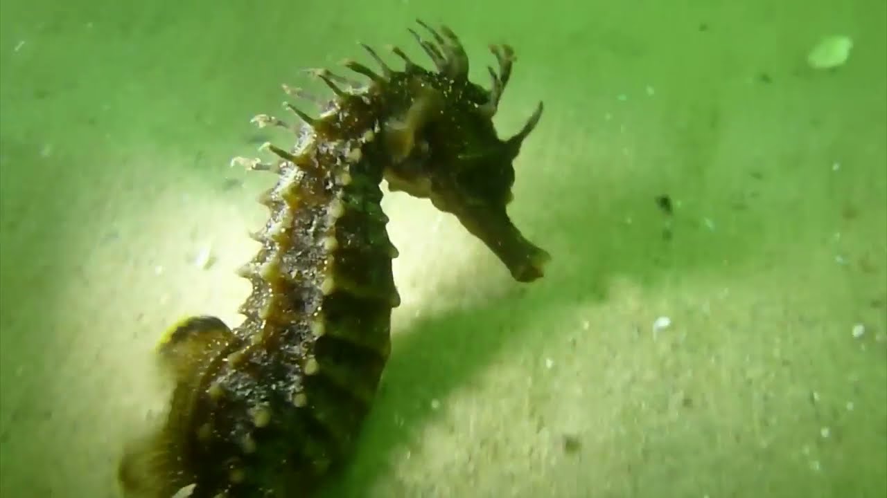 Bilan annuel en image - Observatoire Participatif de la Biodiversité Marine 2014 (bassin d'Arcachon)