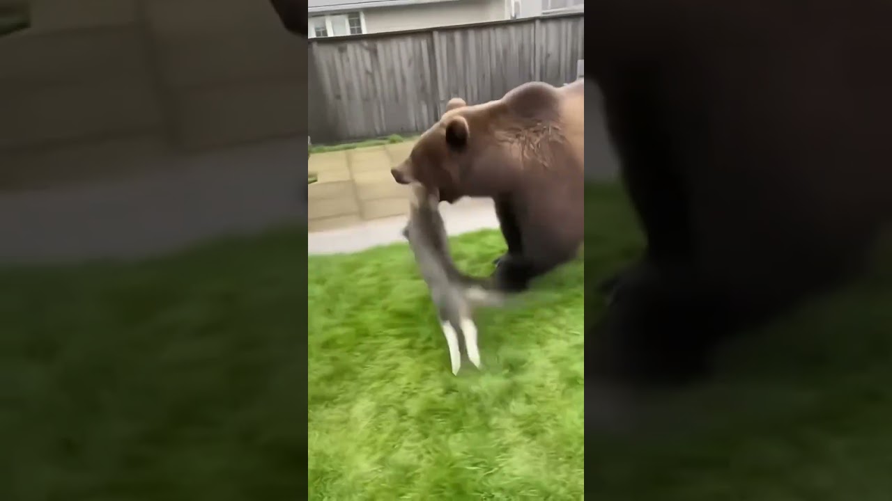 When a Fearless Cat Saves a Dog From a Giant Bear 😱🐻🐱🐶