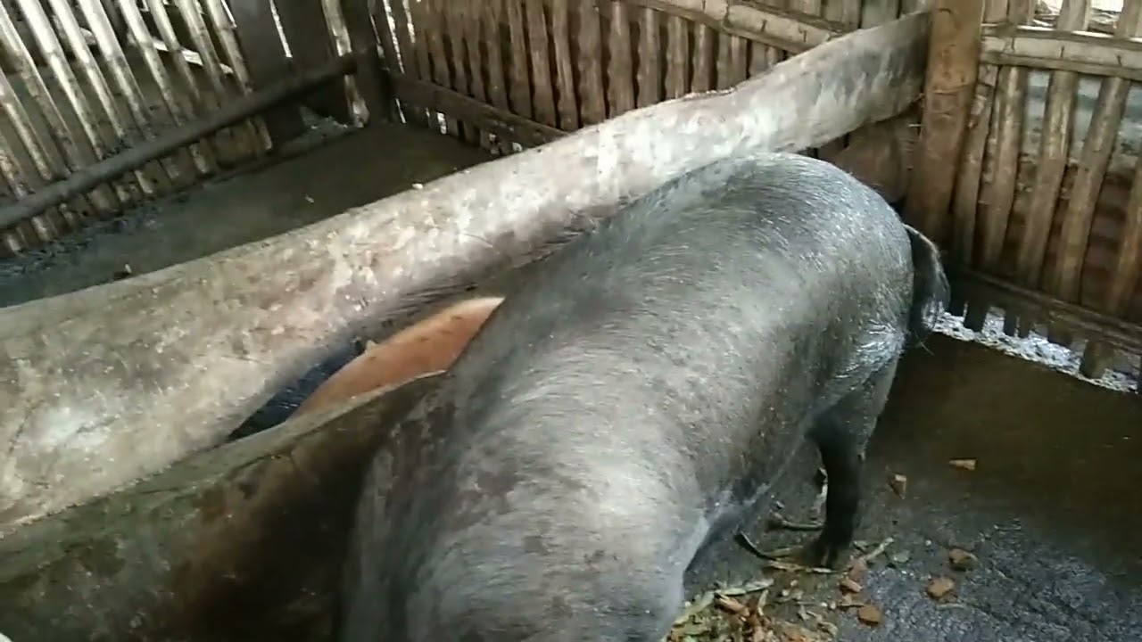 KALABASA AT BALAT NG PATOLA PARA SA ATING NATIVE PIGS BUHAY PROBINSYA#agriculture #farming #animals 