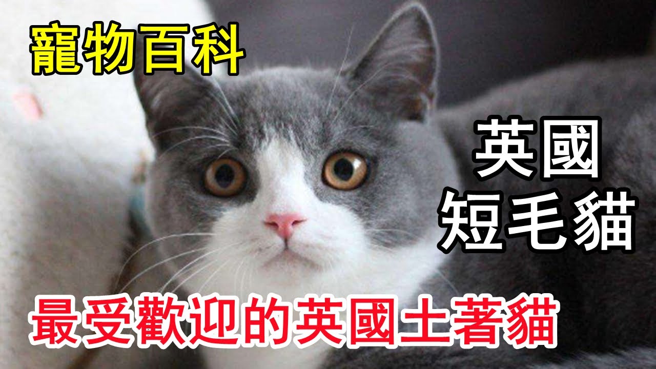 【英短】來自英國的土著圓胖子——英國短毛貓