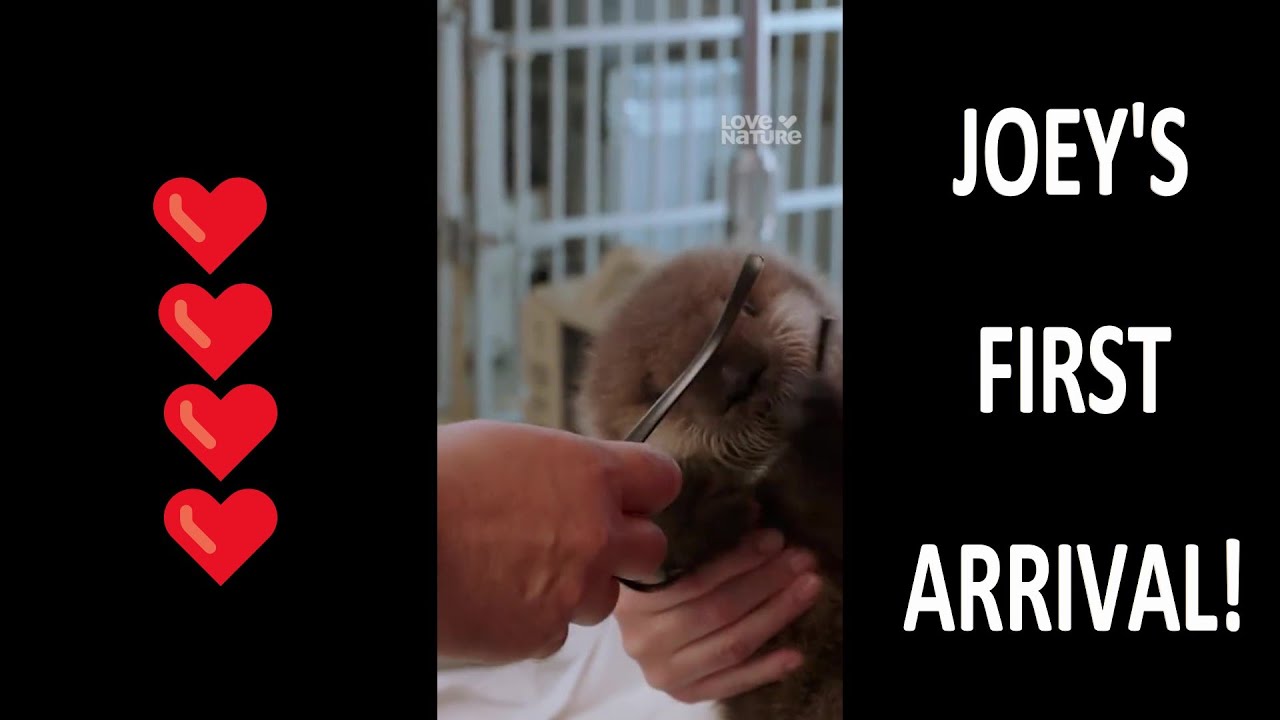 Joey's first arrival!