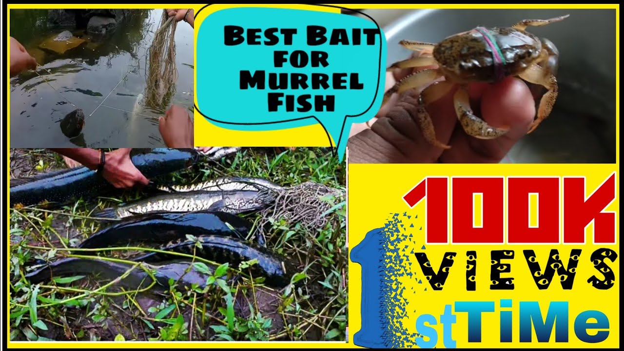 How to Catch Snakehead Murrel Fish | Easy method for catch snakehead fish | Small Crab as Bait