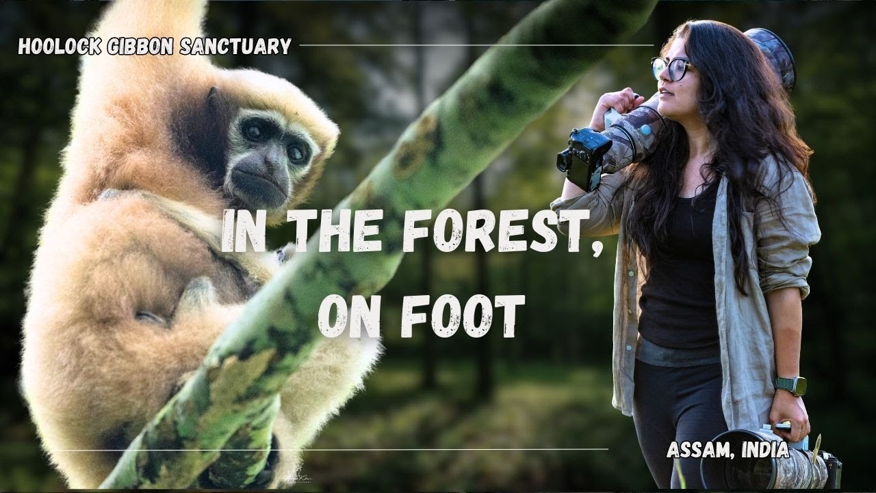 I Spent 3 Days Searching for This Rare Ape | Hullock Gibbons | ATR Day - 169 to 171