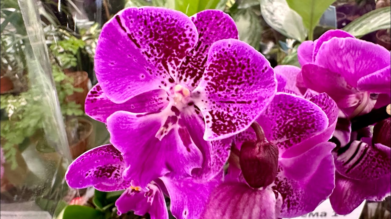💙💛WOW🔥РОЗКІШНІ ОРХІДЕЇ💚#phalaenopsis з назвами Магазин Exotic Flora👍Клеманська, 3 #kyiv
