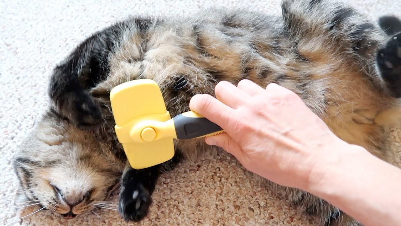 Spring Is Cat Shedding Season. It's Time To Brush Your Cat More Often!
