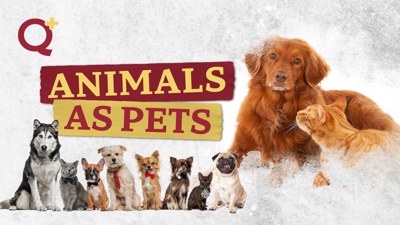 Animals as Pets