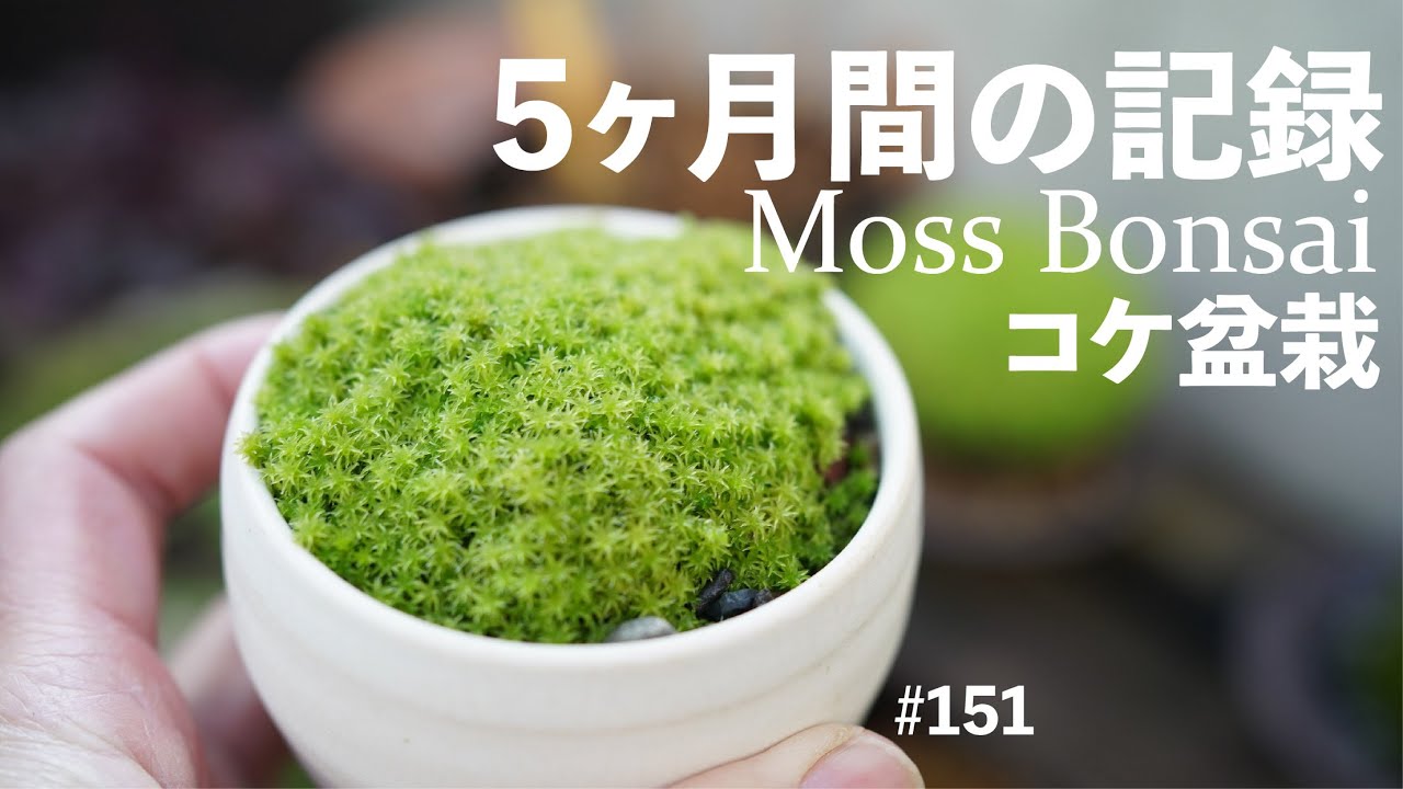 ベランダで育てるコケ盆栽の作り方と5ヶ月間の記録＃151