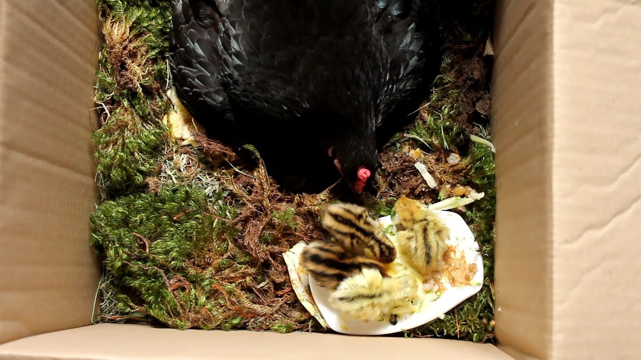 Organic Quail Hatched & Raised by Hen Pt 2 - Sneak Peek