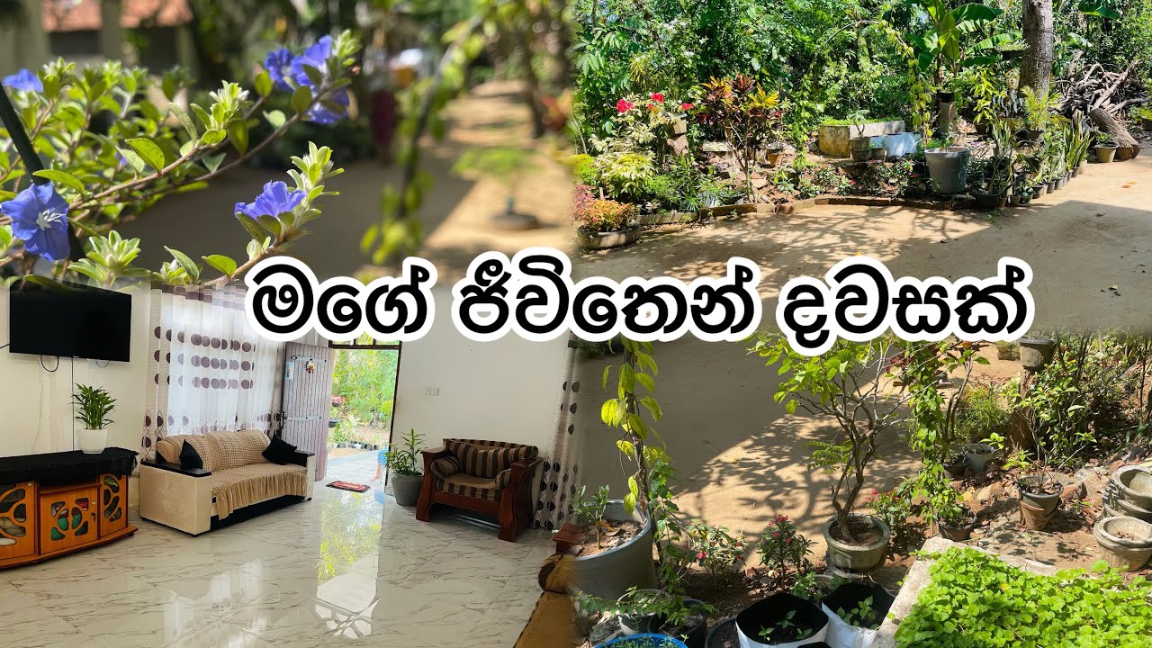 ගෙදර වැඩ,මිදුලේ වැඩ එක්ක මගේ මල් බිස්නස් එක. Day vlog#garden 🪴🌺 මගේ එකම බෙහෙත.☺️❤️🌹🪴