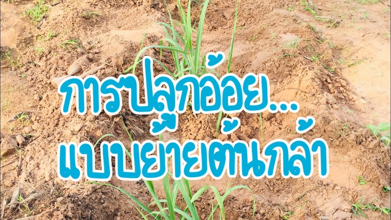 การปลูกอ้อยแบบย้ายต้นกล้า