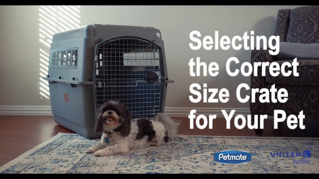 Selecting the Correct Size Travel Crate for Your Pet